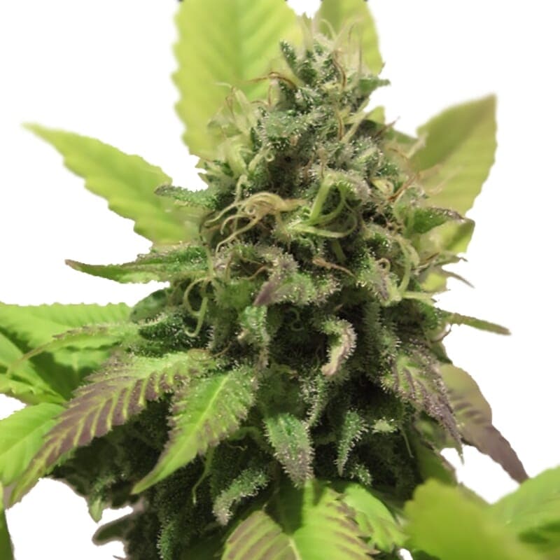 Habiba ® Regular Seeds - photo 1