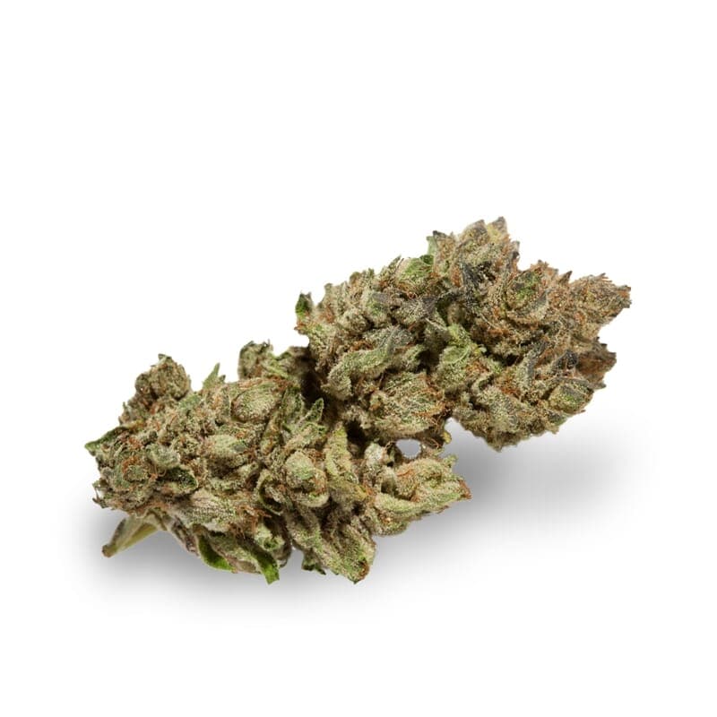 Habiba ® Regular Seeds - photo 2