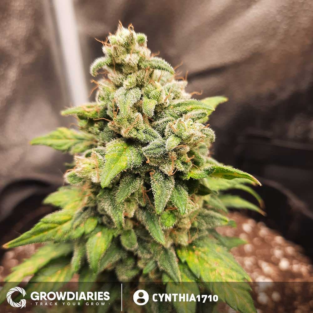 Pineapple Express Autoflower Seeds - photo 3