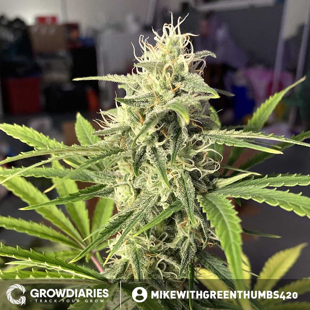 Pineapple Express Autoflower Seeds - photo 4