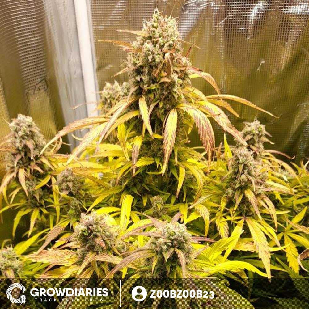 Pineapple Express Autoflower Seeds - photo 5