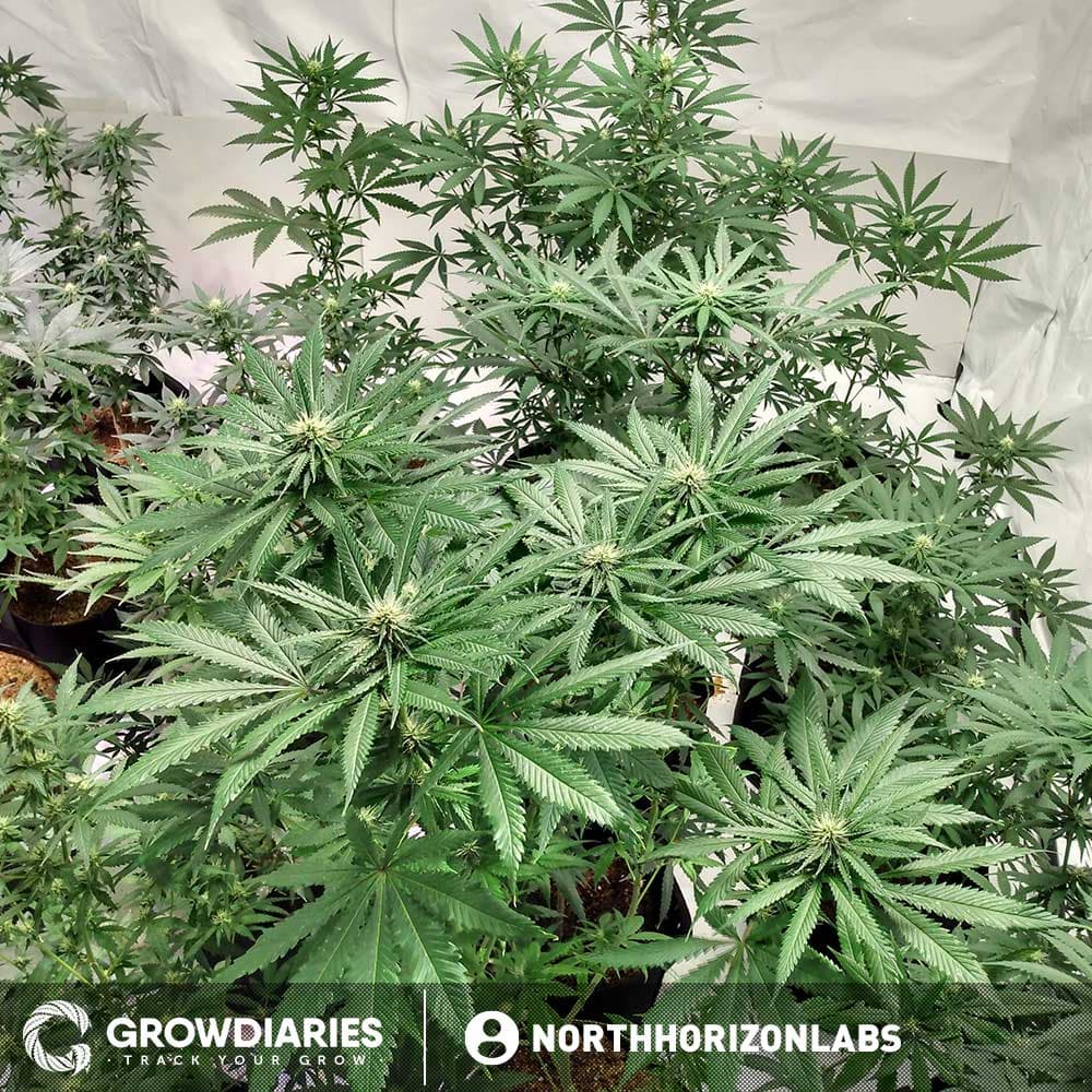 Rainbow Kush Feminized Seeds - photo 3