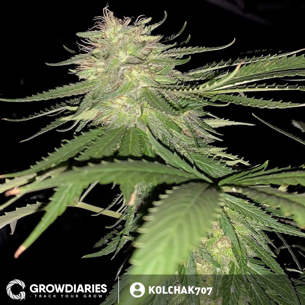 Rainbow Kush Feminized Seeds - photo 4