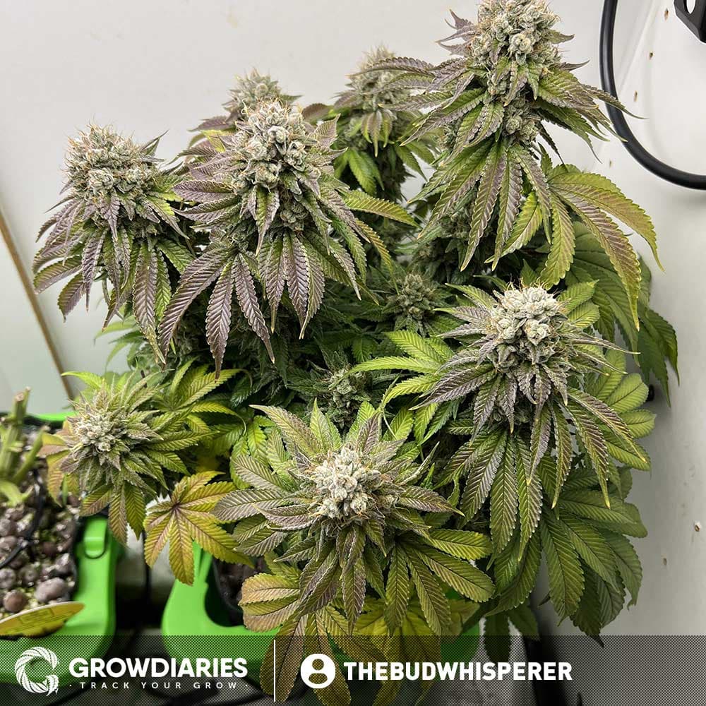 Pineapple Express Feminized Seeds - photo 3