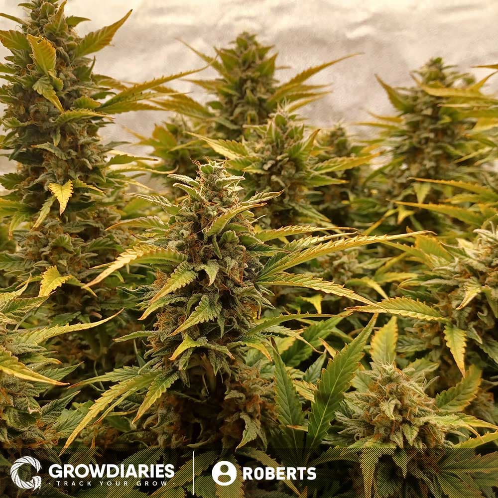 Pineapple Express Feminized Seeds - photo 4
