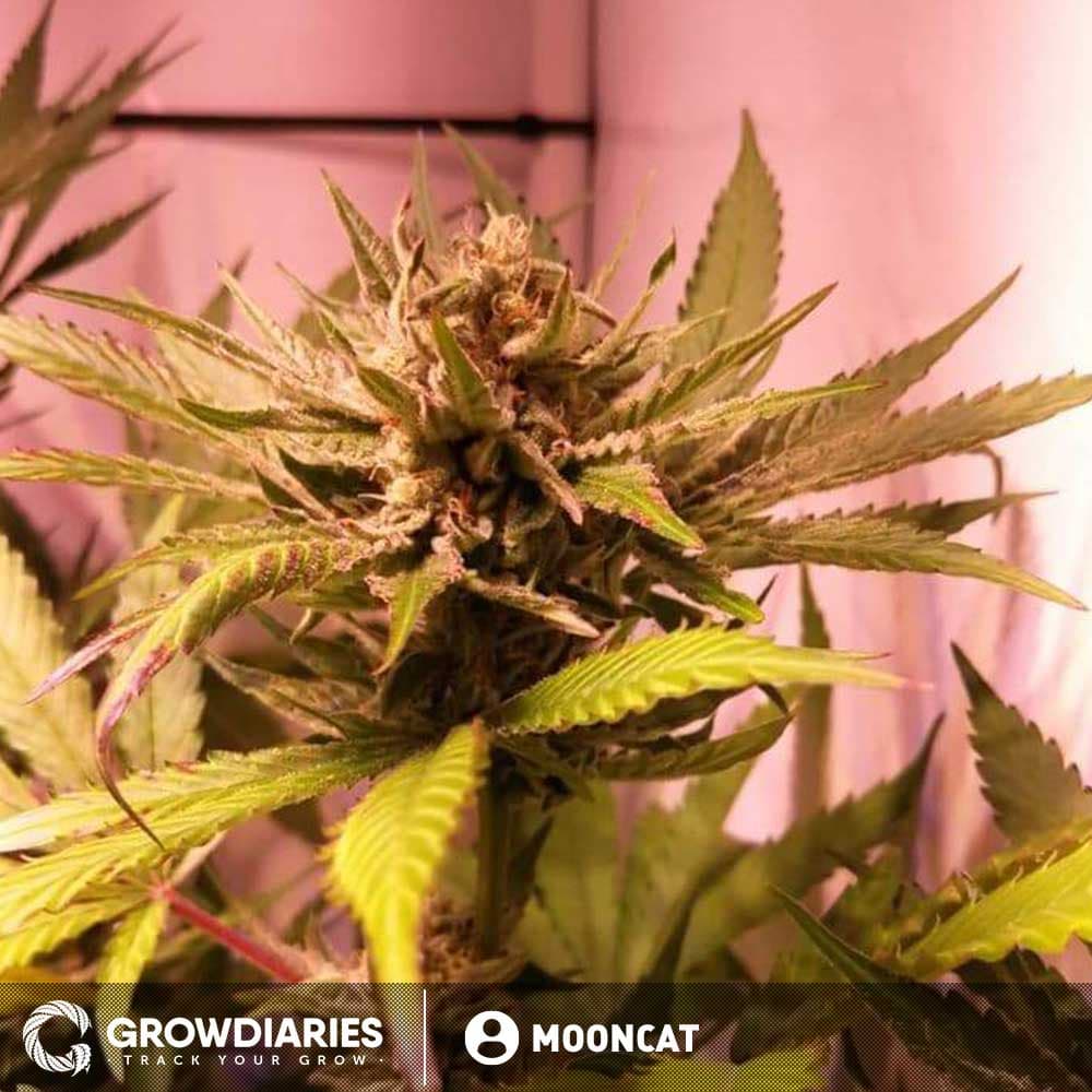 Pineapple Express Feminized Seeds - photo 5