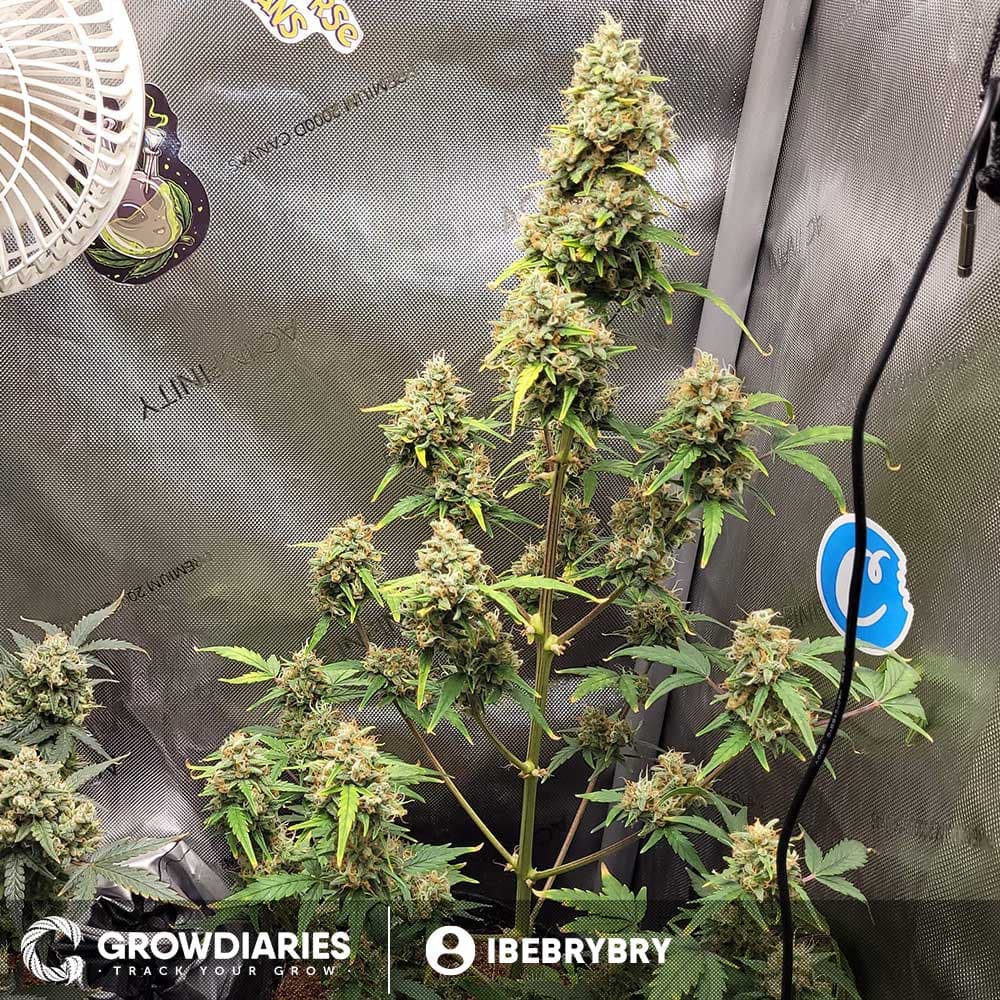 Pineapple Express Feminized Seeds - photo 7