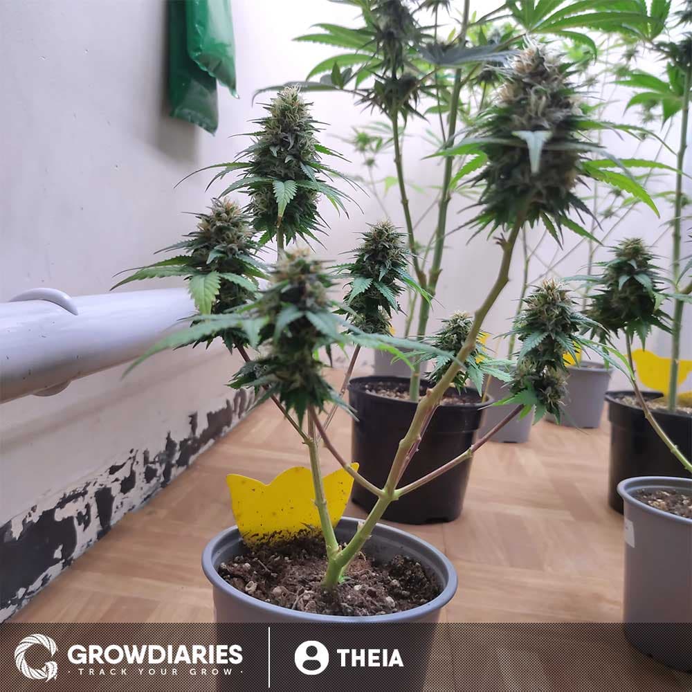 Pineapple Express Feminized Seeds - photo 8