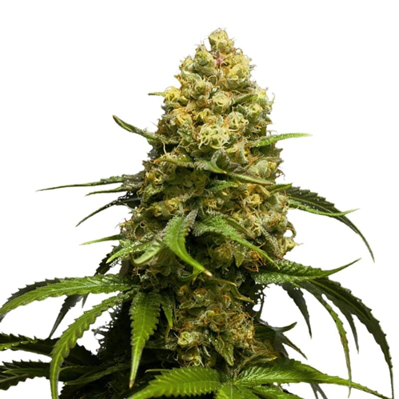 Super Skunk Autoflower Seeds - photo 1