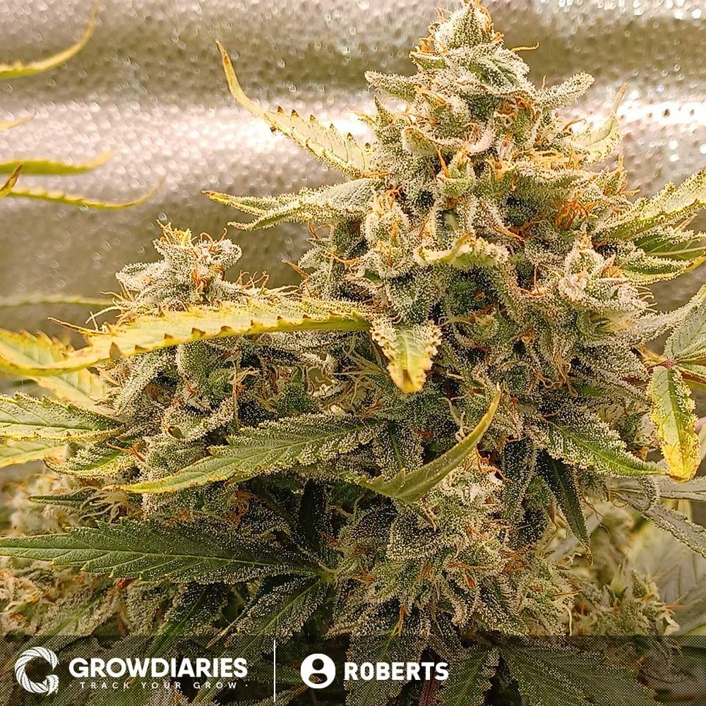 Super Skunk Autoflower Seeds - photo 3