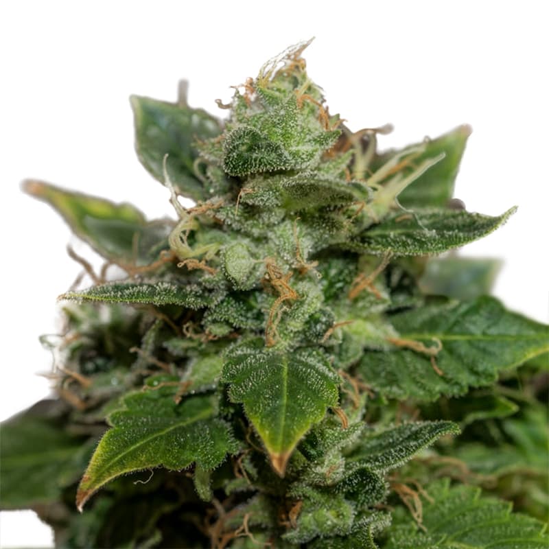 Mangolicious ® Autoflower seeds - photo 1