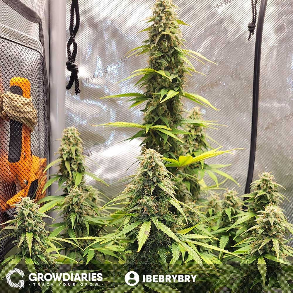 Limoncello Haze ® Autoflower Seeds - photo 3