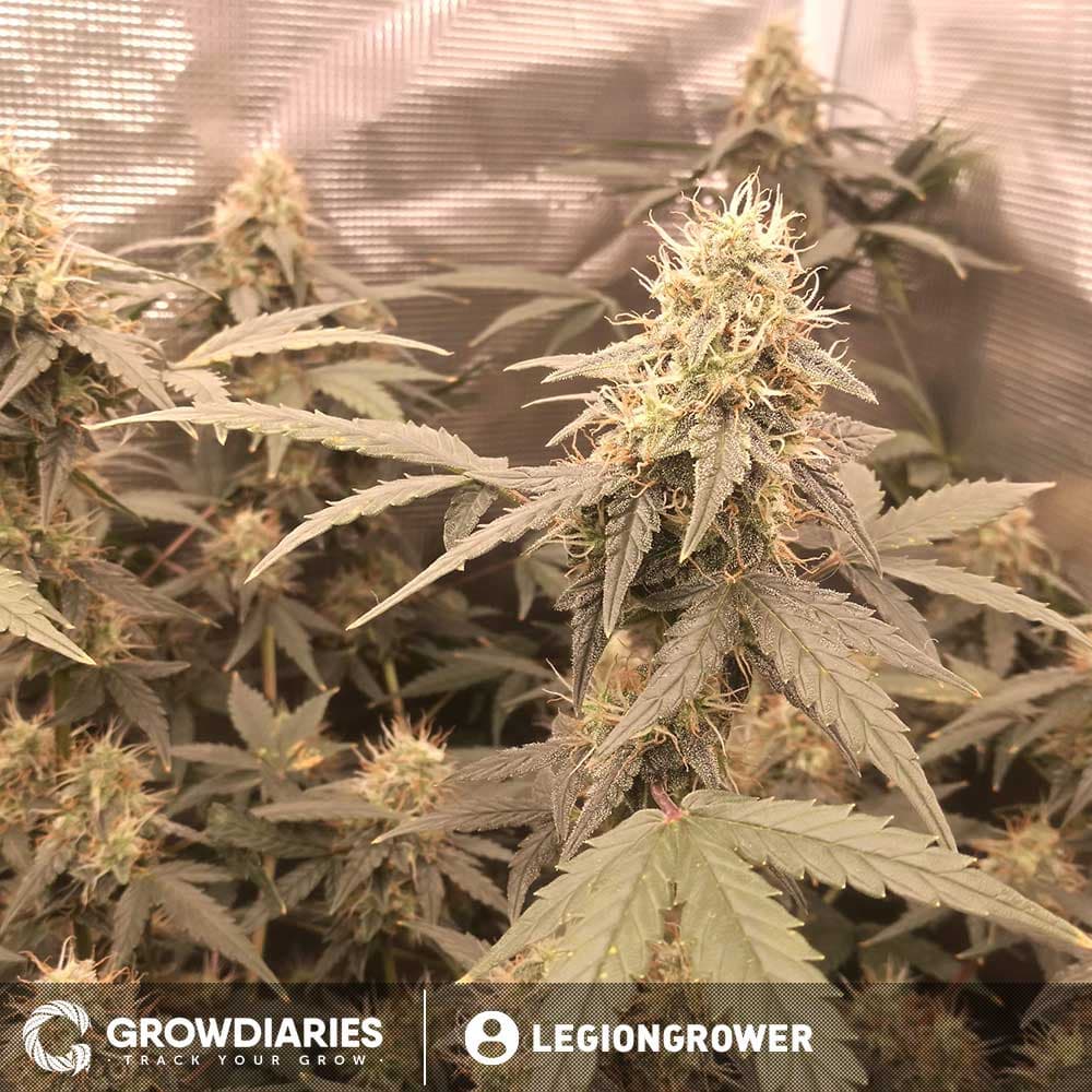 Limoncello Haze ® Autoflower Seeds - photo 4