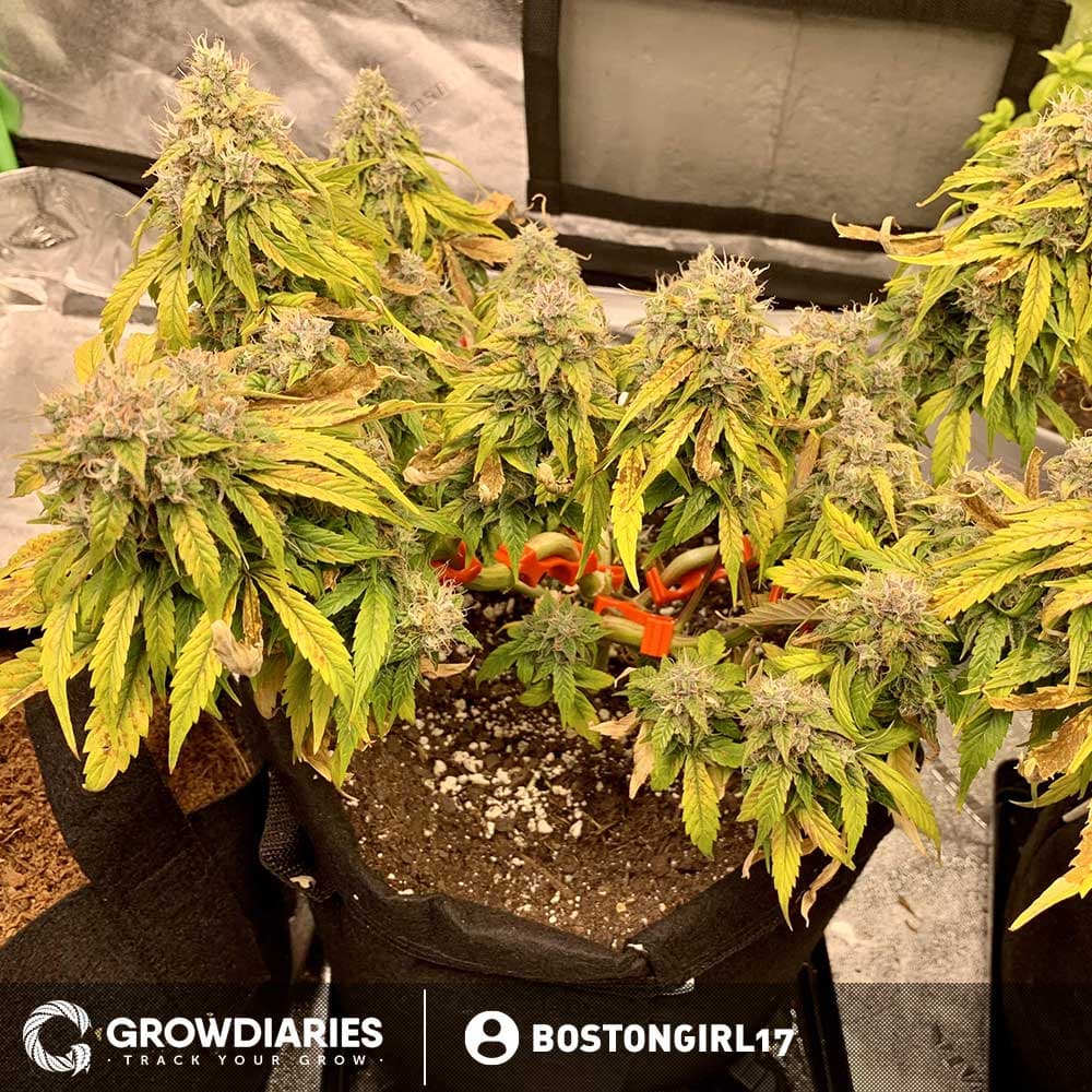 Limoncello Haze ® Autoflower Seeds - photo 5