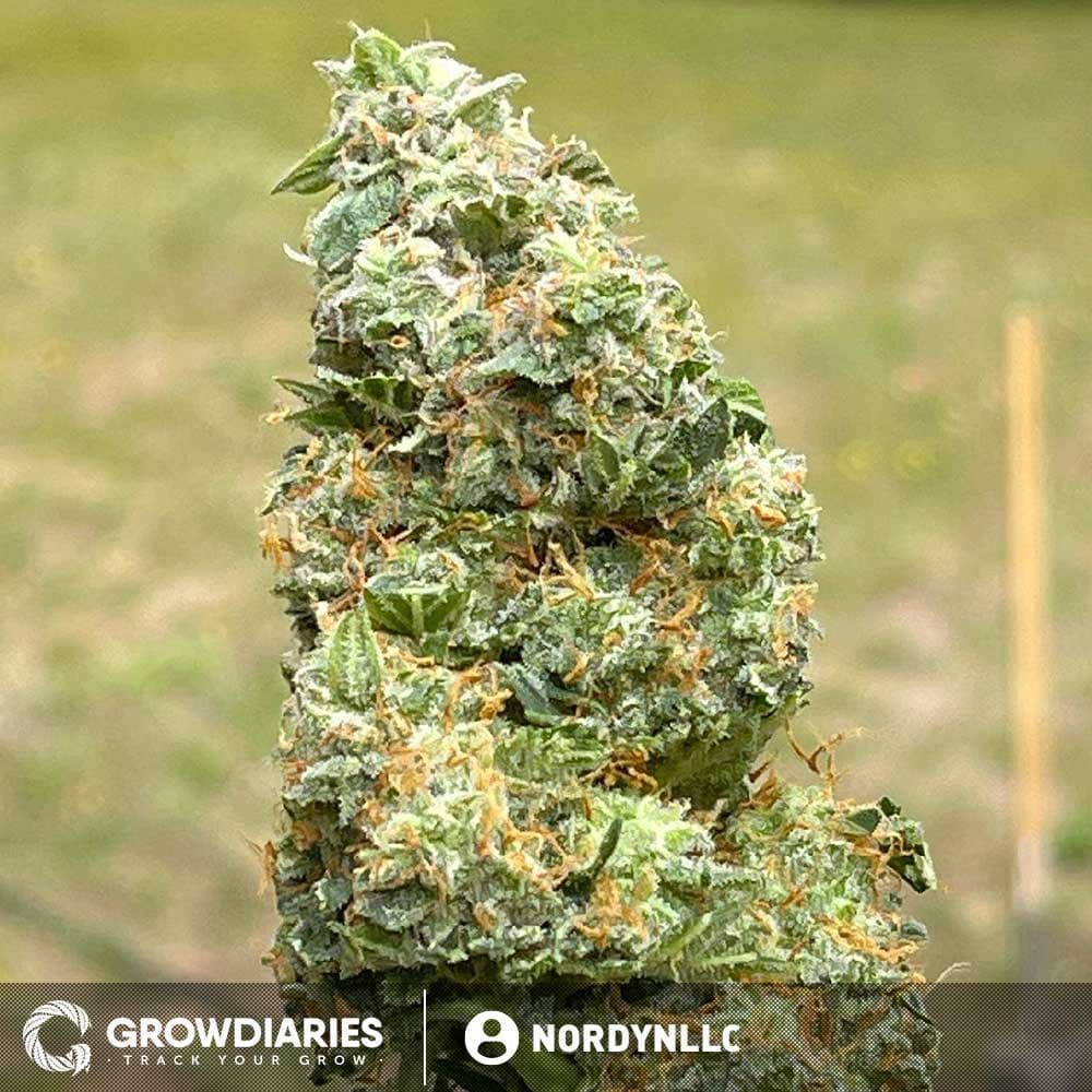 Limoncello Haze ® Autoflower Seeds - photo 6