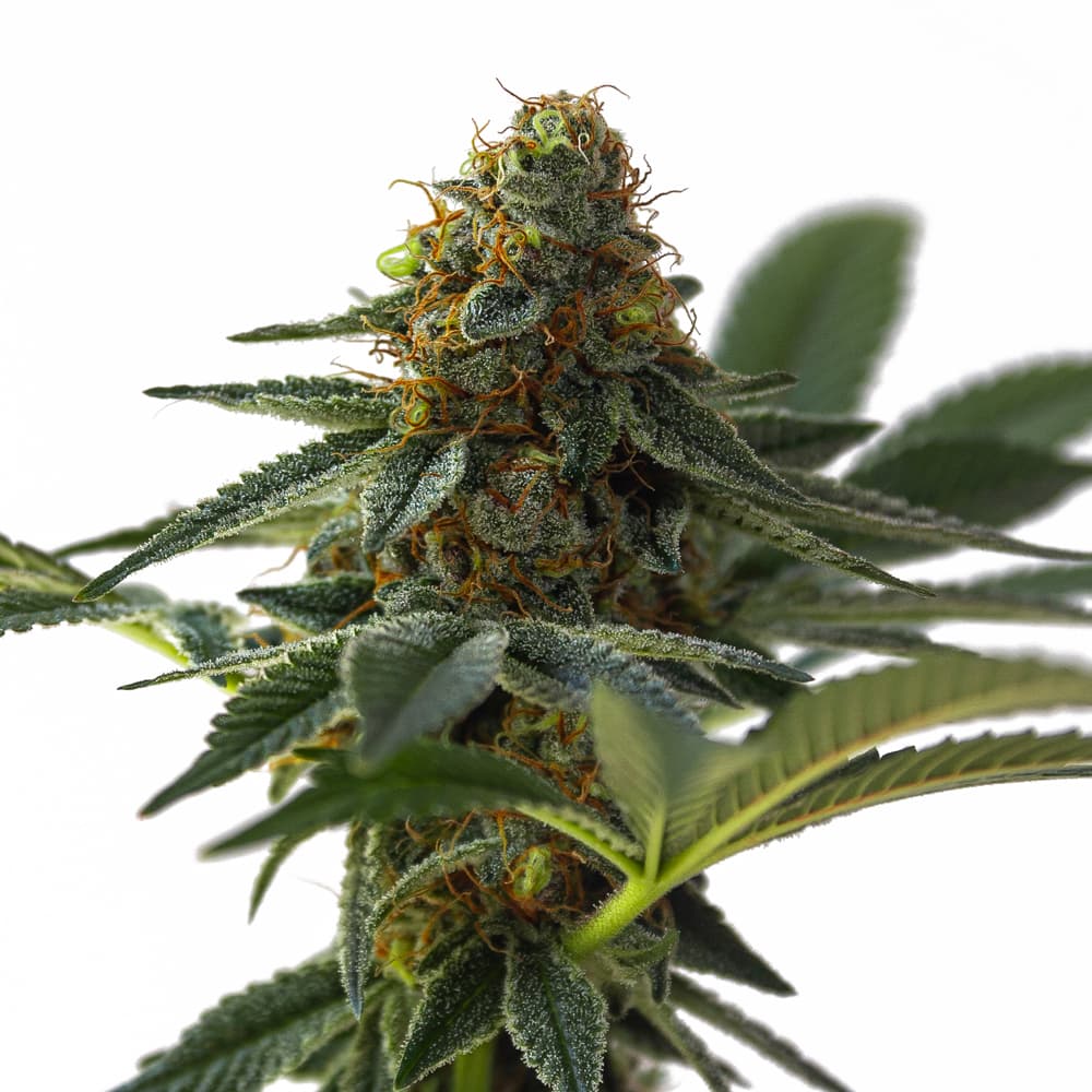 Habiba ® Autoflower Seeds - photo 1