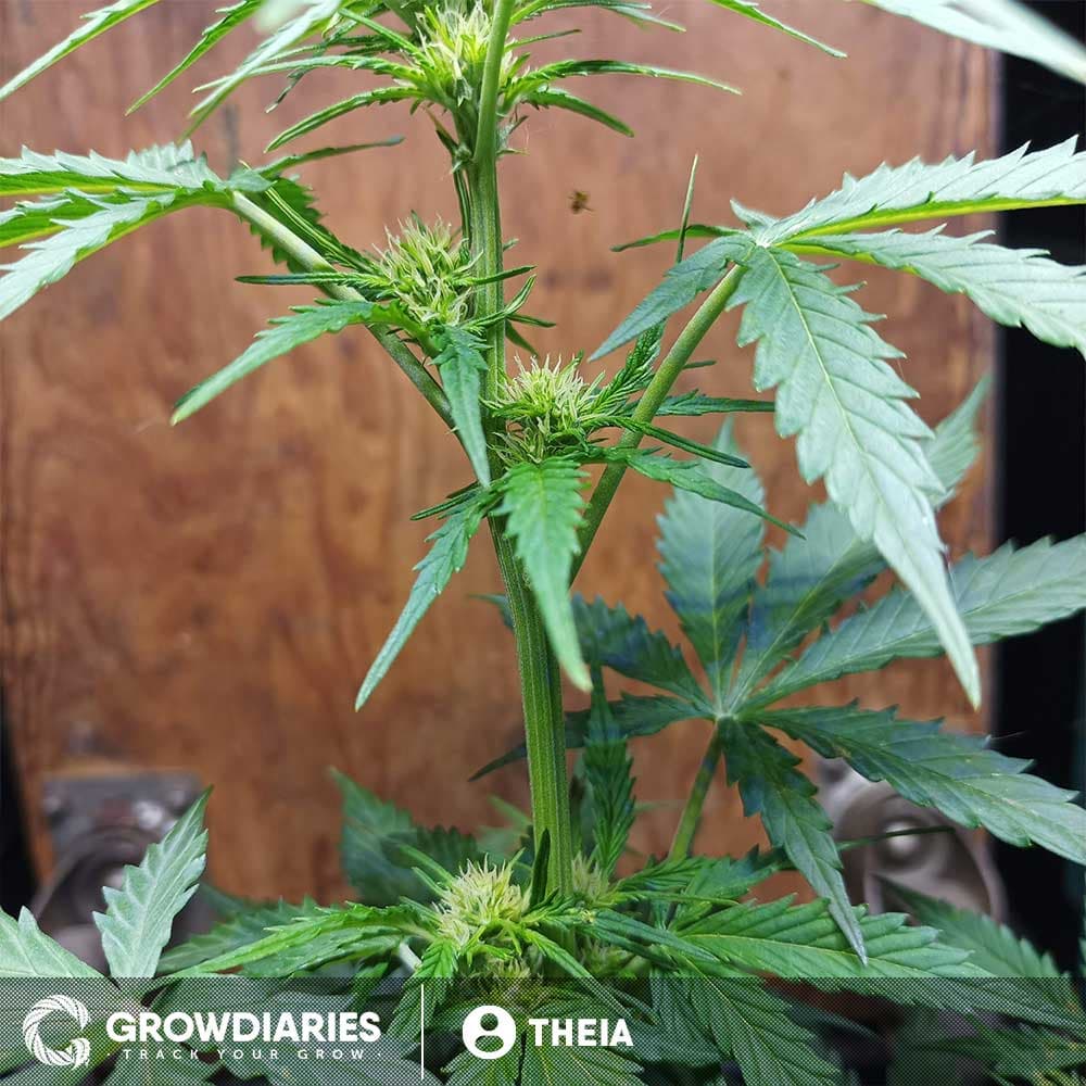 Habiba ® Autoflower Seeds - photo 2