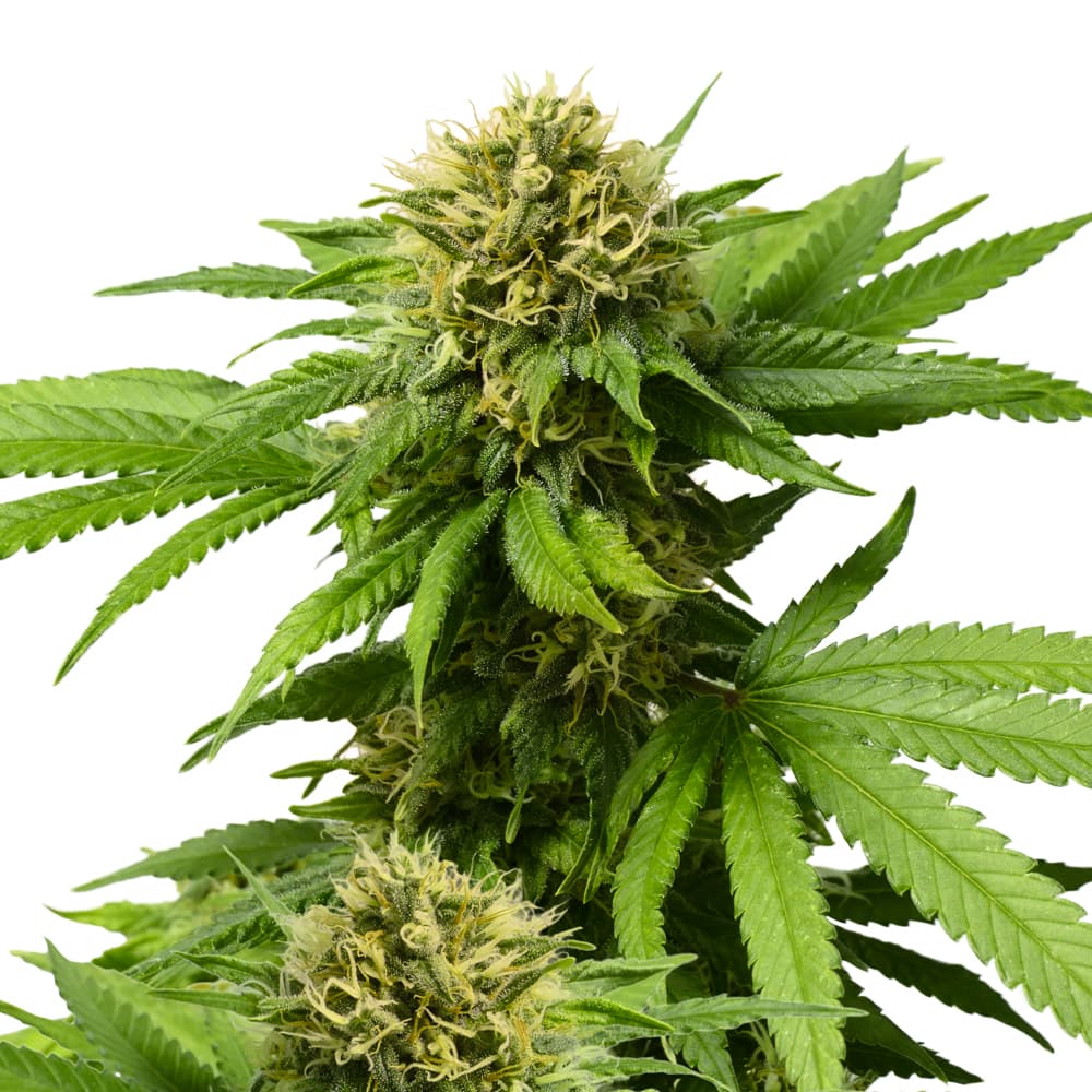 Mangolicious ® Feminized Seeds - photo 1
