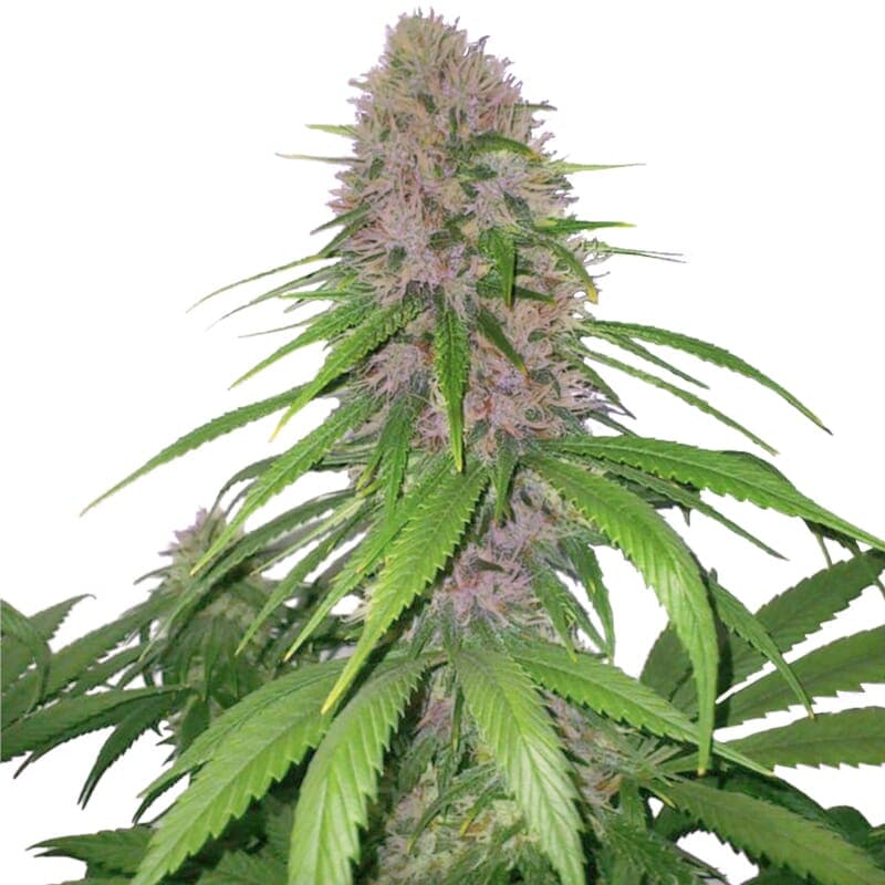 Purple Power XTRM Feminized Seeds - photo 1