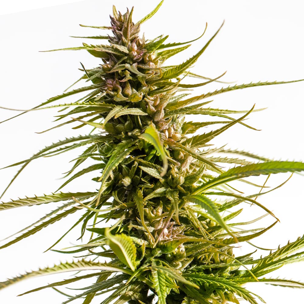 Love Canna ® Regular seeds - photo 1