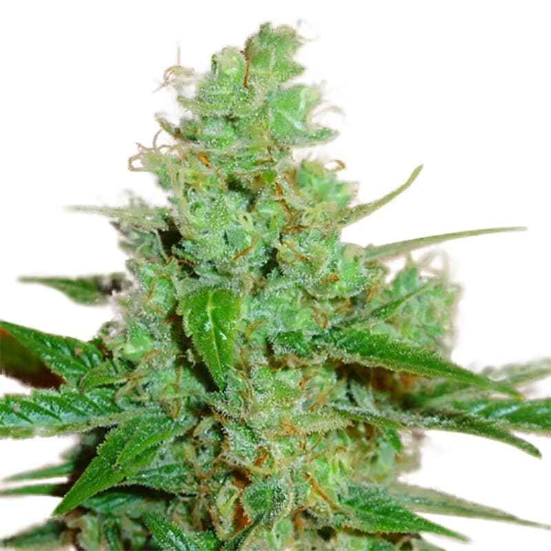 Love Canna ® Regular seeds - photo 3