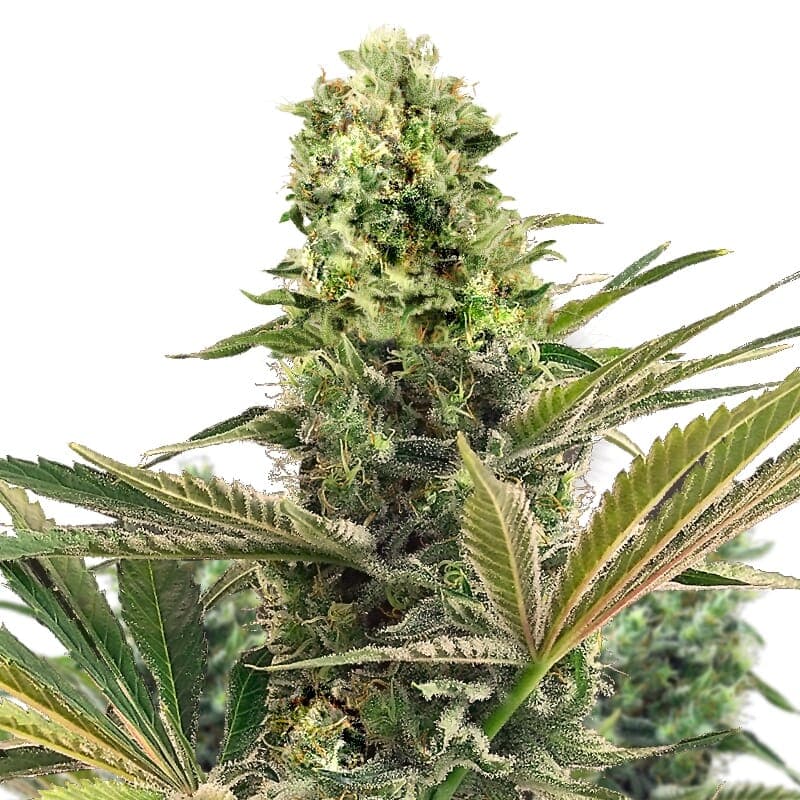 Limoncello Haze ® Feminized Seeds - photo 1