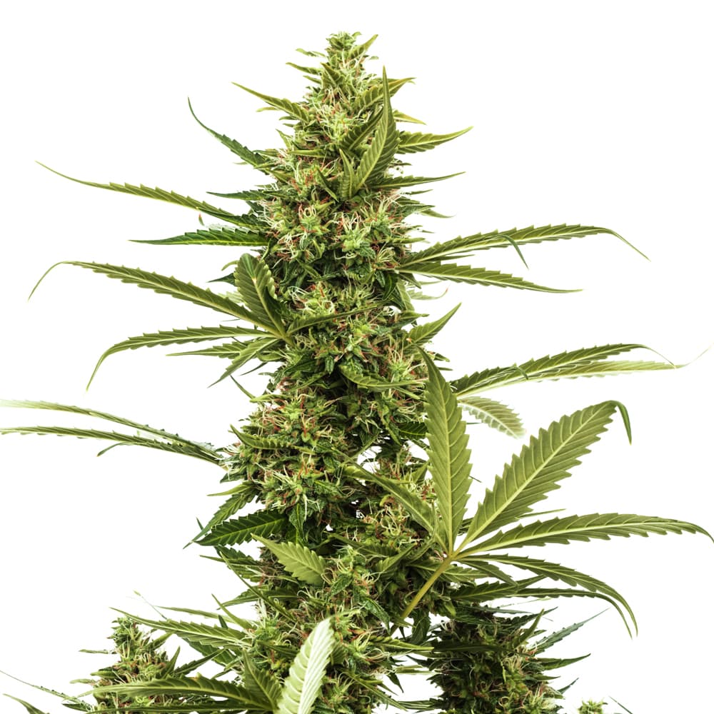 Amnesia Trance Autoflower Seeds - photo 1