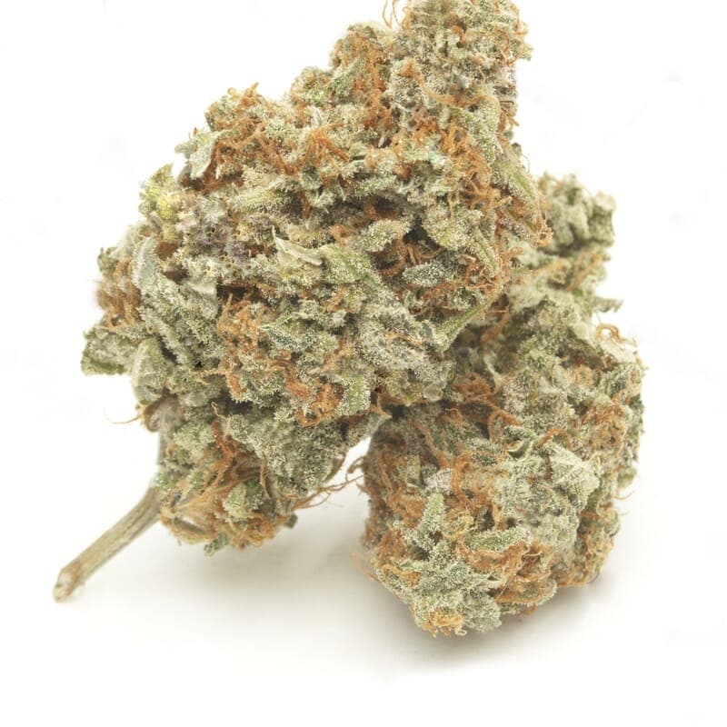Amnesia Trance Autoflower Seeds - photo 2