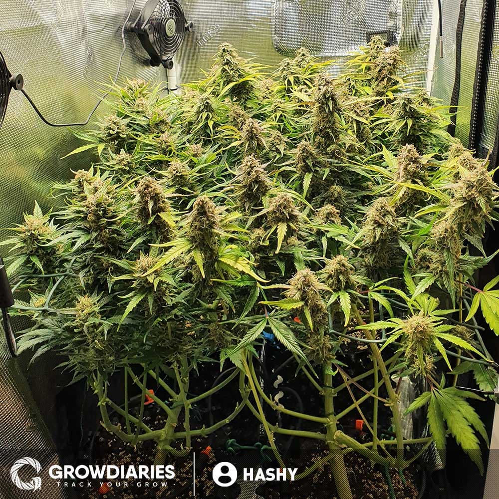 Amnesia Trance Autoflower Seeds - photo 3