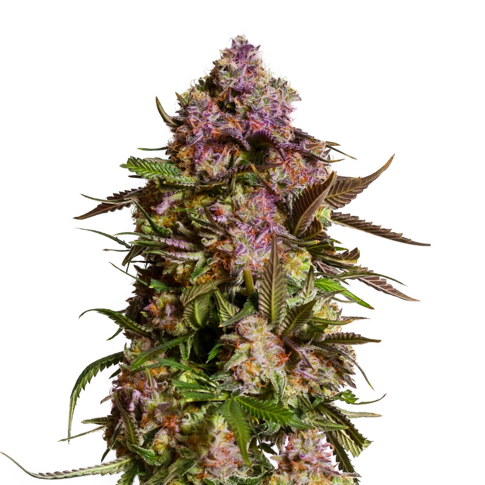 Blueberry 420 Autoflower Seeds - photo 1