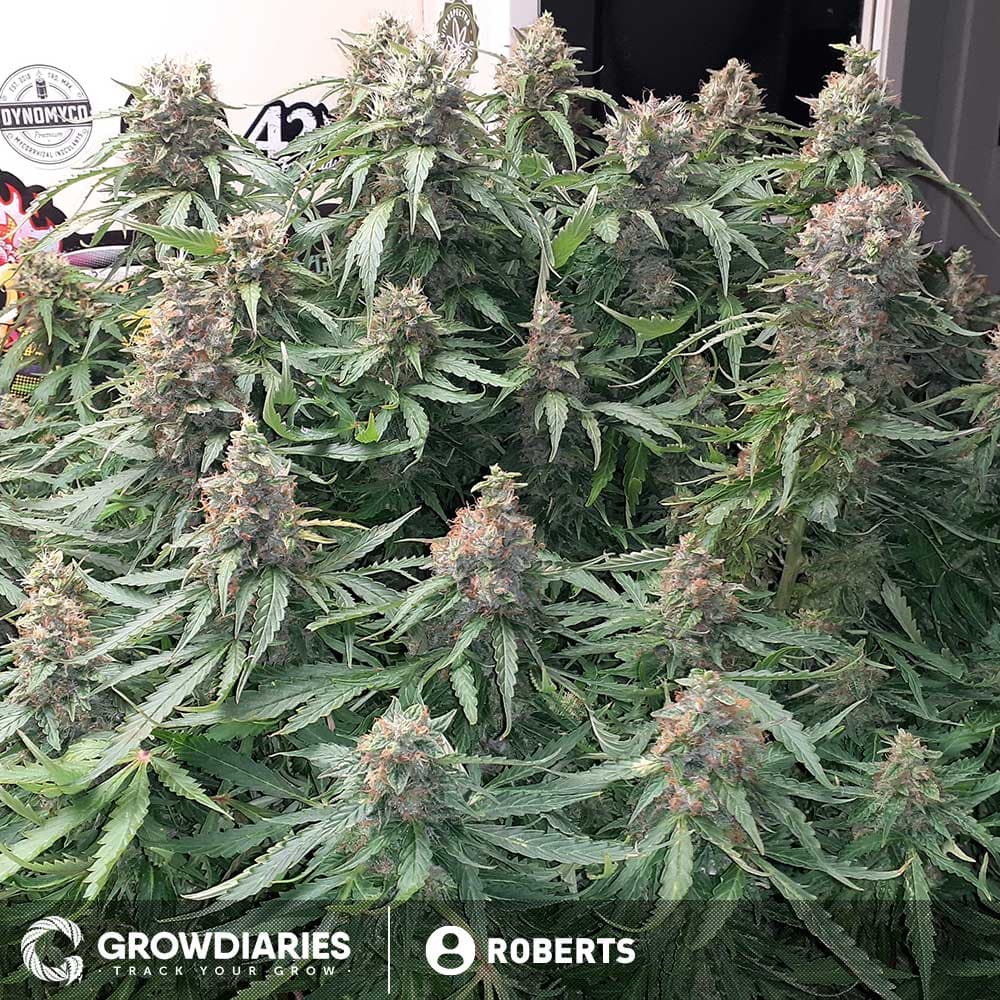 Blueberry 420 Autoflower Seeds - photo 3