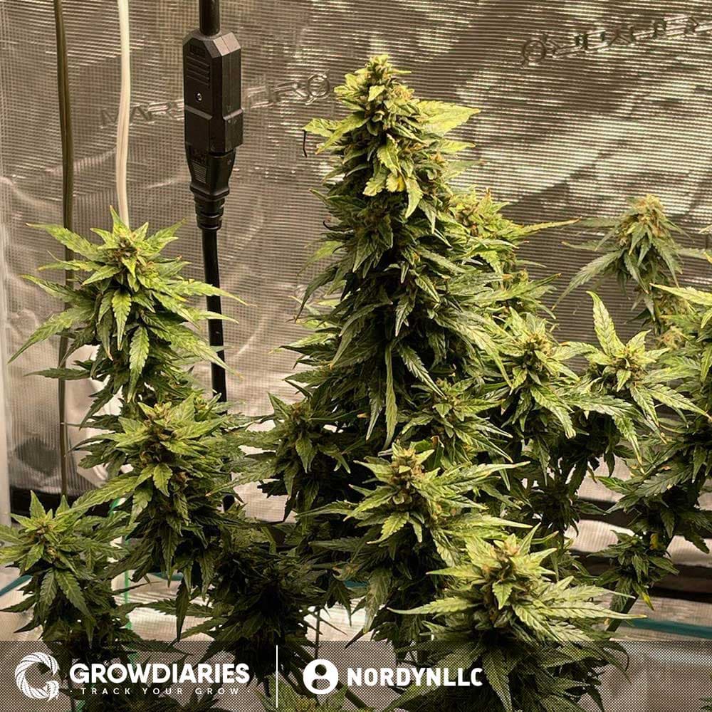 Blueberry 420 Autoflower Seeds - photo 4