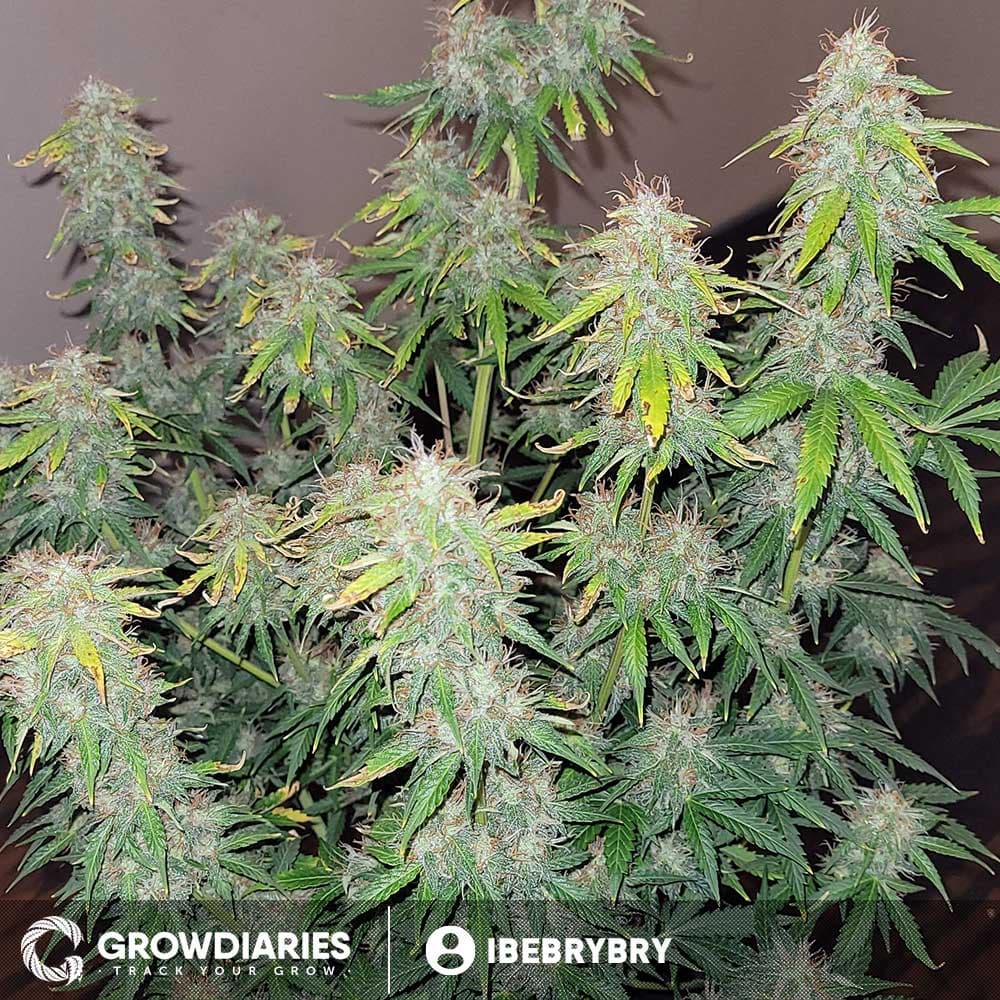 Blueberry 420 Autoflower Seeds - photo 5