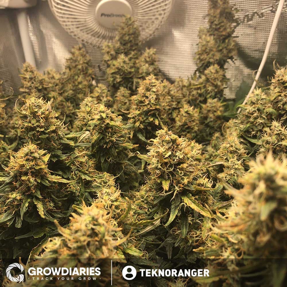 Blueberry 420 Autoflower Seeds - photo 6
