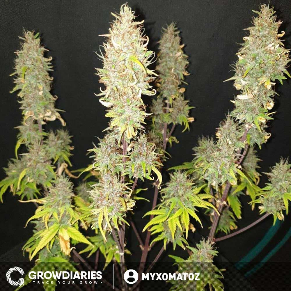 Blueberry 420 Autoflower Seeds - photo 7