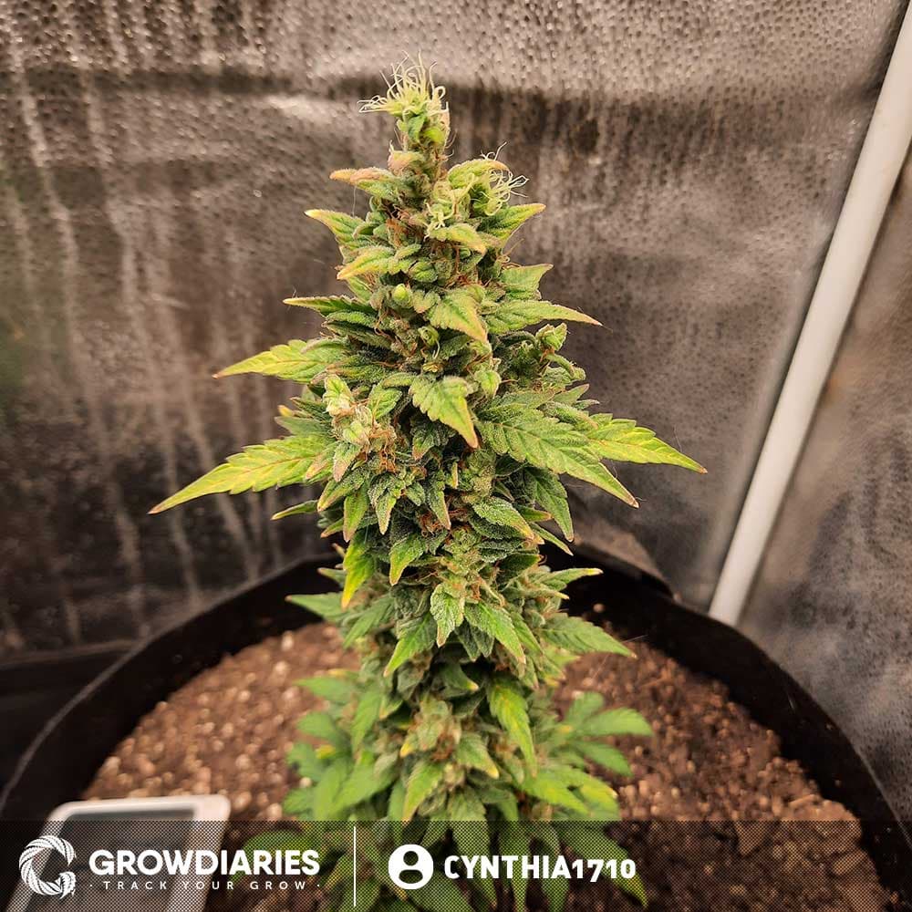 Blueberry 420 Autoflower Seeds - photo 8