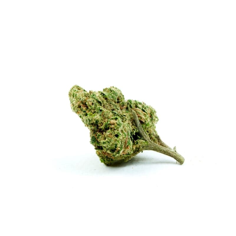 Cheese Autoflower Seeds - photo 2