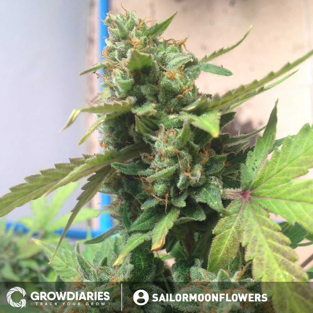 Cheese Autoflower Seeds - photo 4