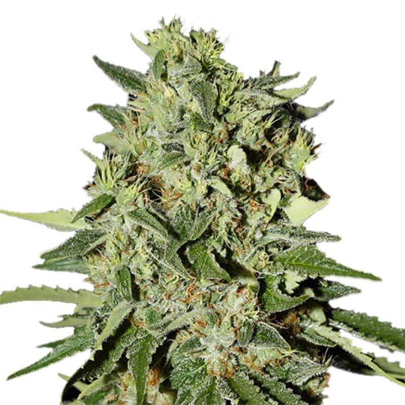 White Widow Autoflower Seeds - photo 2