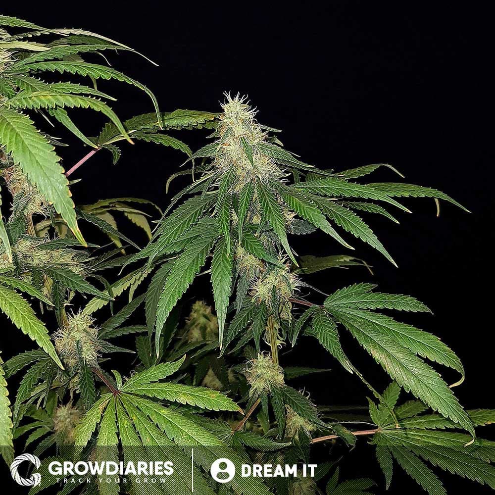 Borderliner XTRM ® Feminized Seeds - photo 3