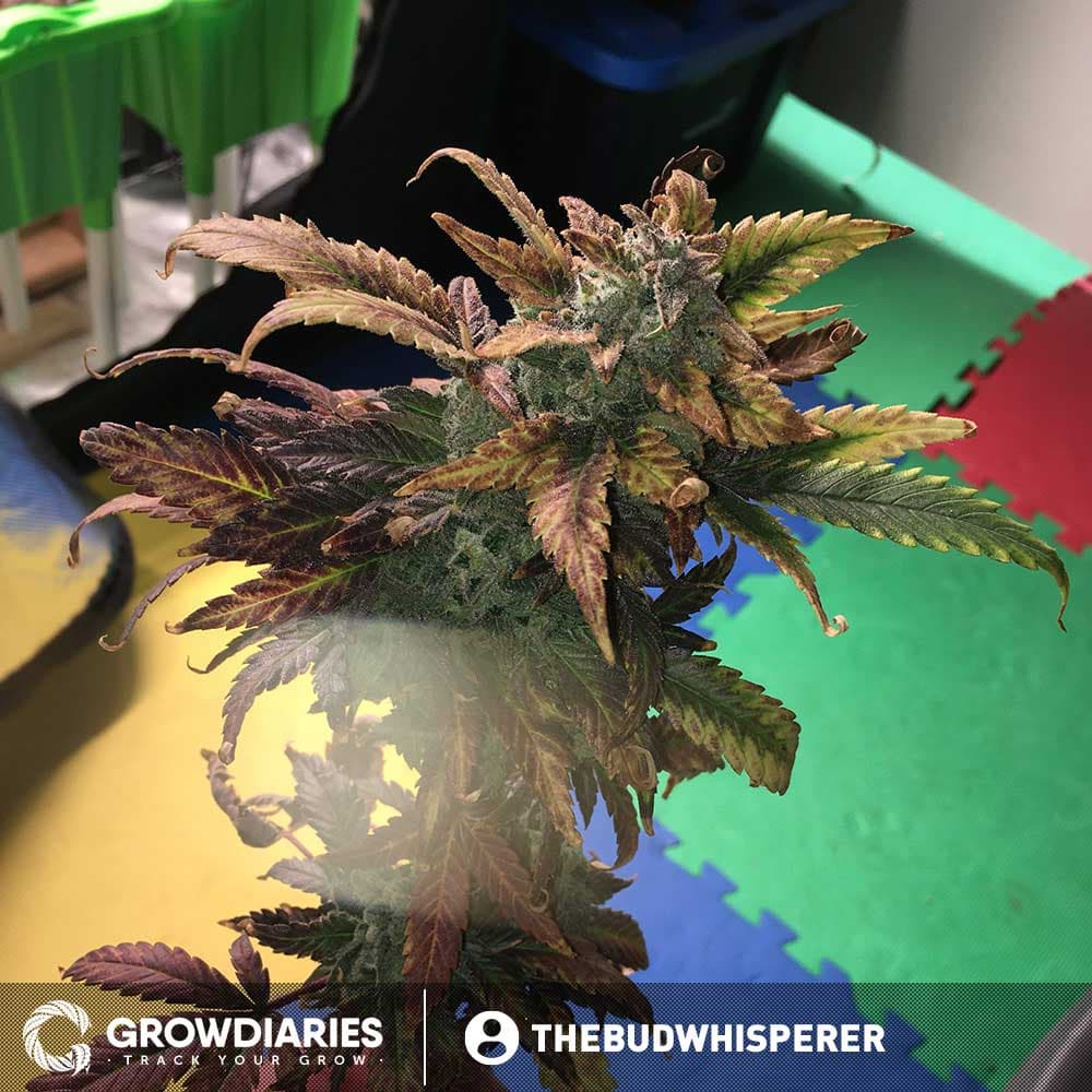 Borderliner XTRM ® Feminized Seeds - photo 4