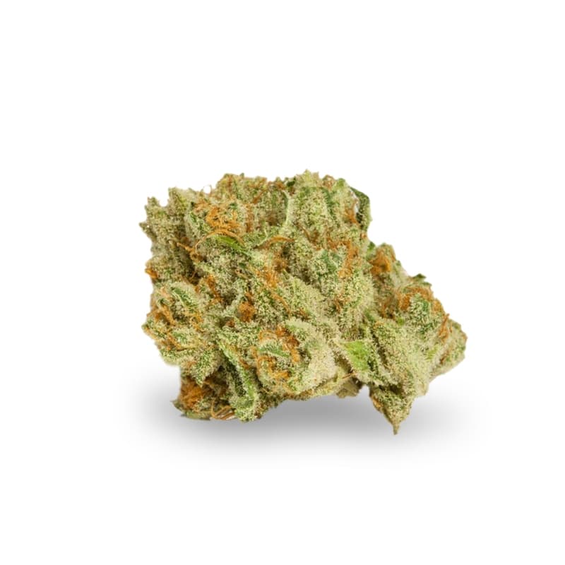 La Blanca Feminized Seeds - photo 2