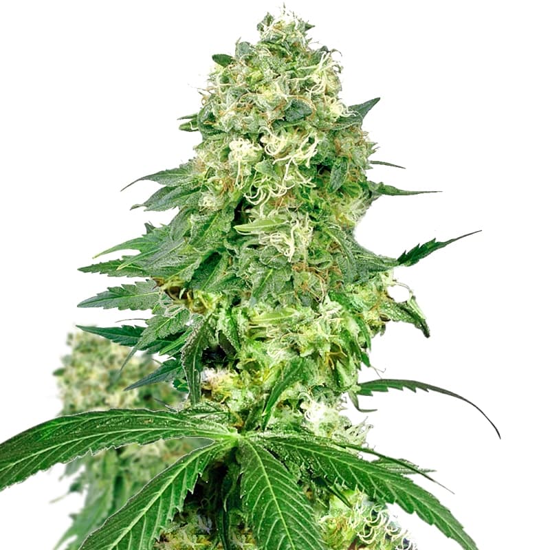 La Blanca Feminized Seeds - photo 3