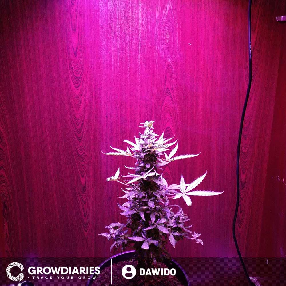 Big Bud Feminized Seeds - photo 4
