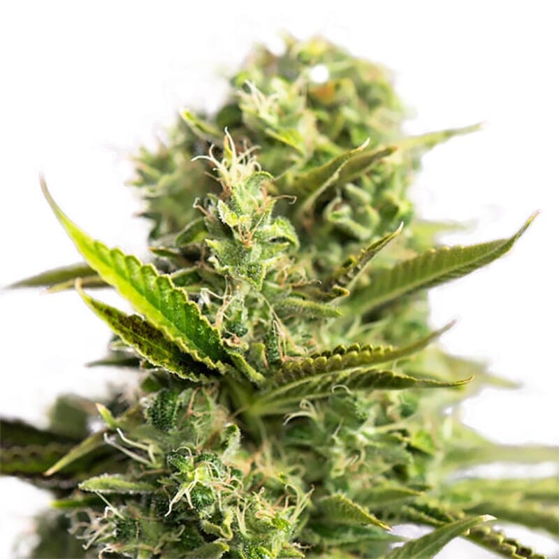 Bianca Feminized Seeds - photo 1