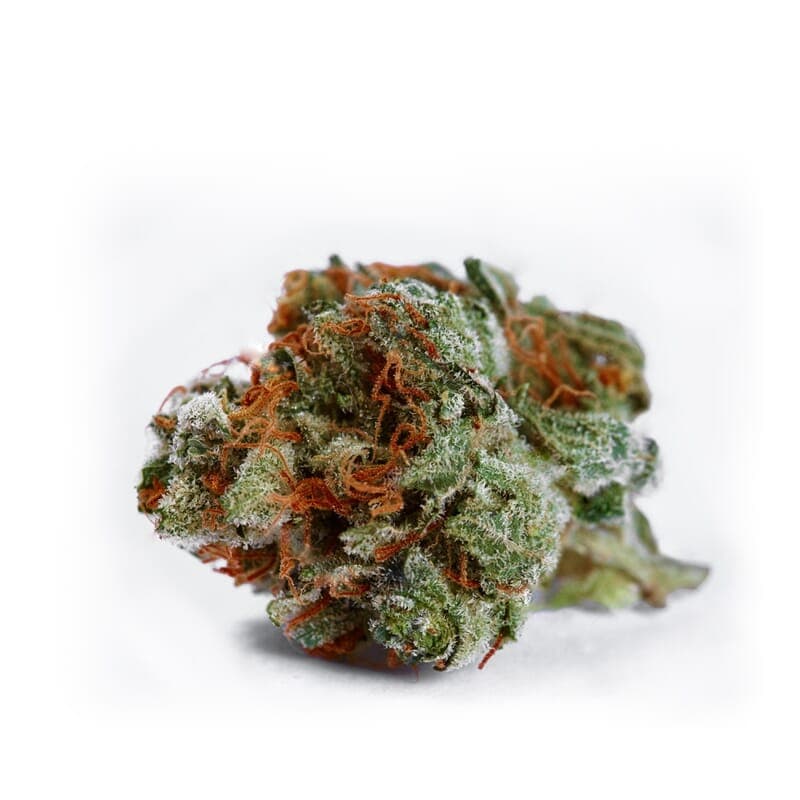 Bianca Feminized Seeds - photo 2