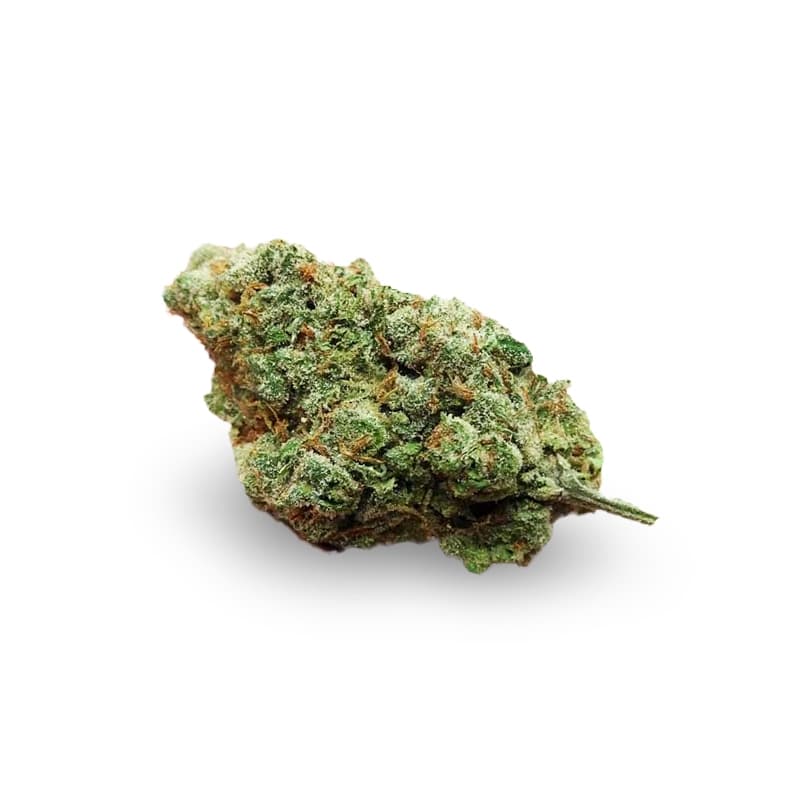 Mega Jackpot Feminized Seeds - photo 2