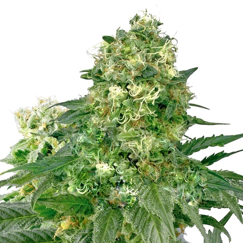 White Widow Extreme ® Feminized Seeds