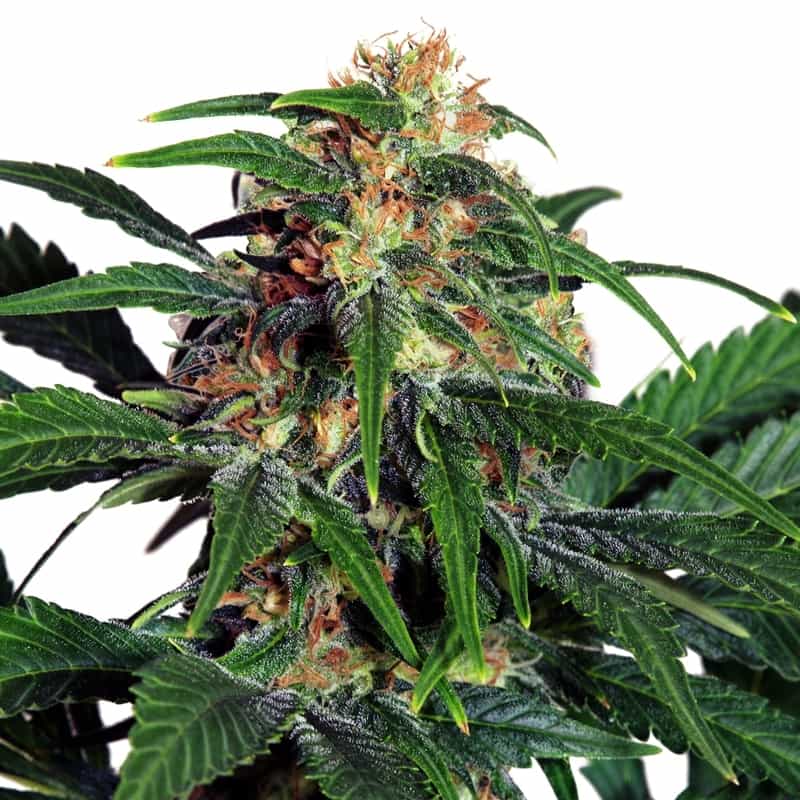 Light of Jah Regular Seeds