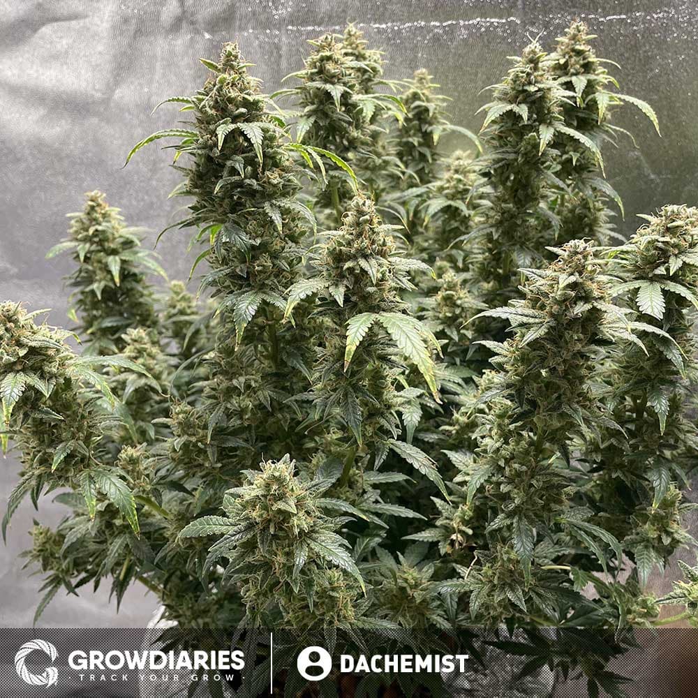 Light of Jah Regular Seeds - photo 3